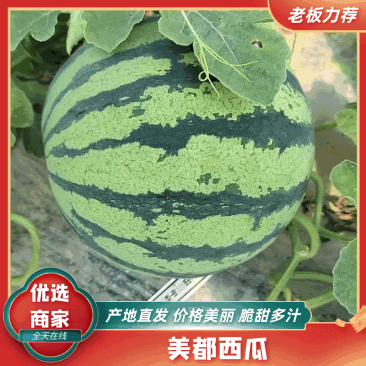 江苏美都麒麟西瓜口感好甜度高产地直发视频看货价优