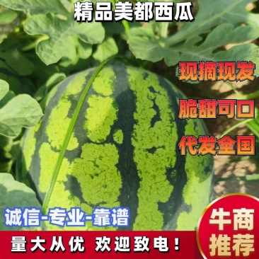 【精品84美都】产地直发果型正口感好诚信经营价优