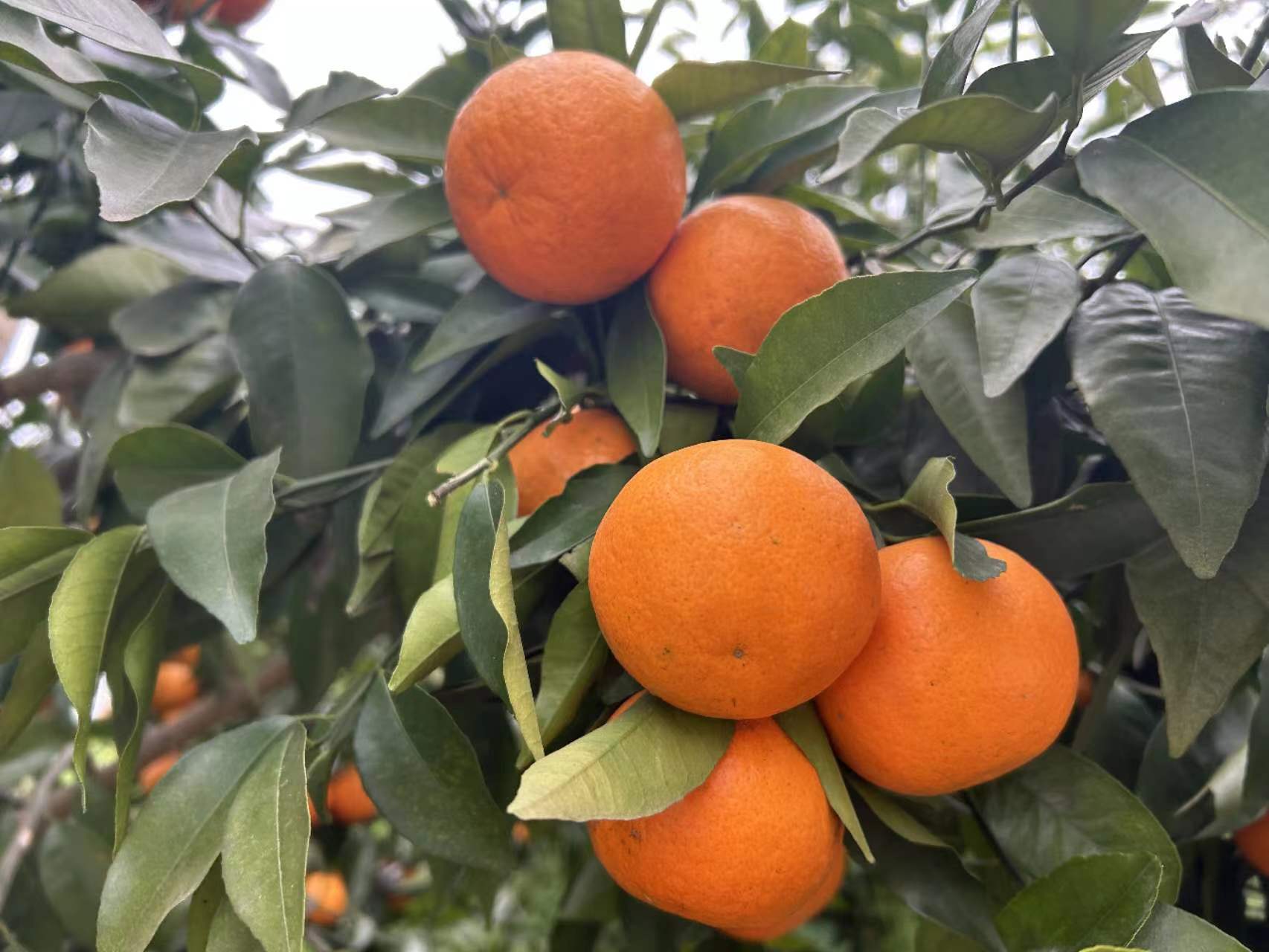 沃柑与其他食材搭配制作的健康饮品