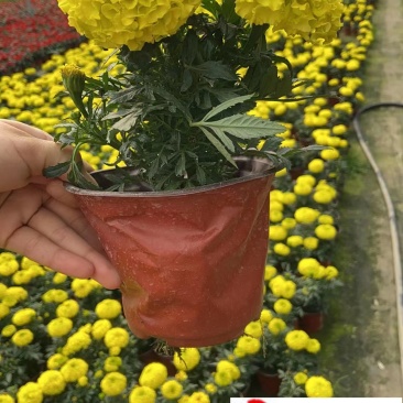 万寿菊双色杯苗特惠批发成都苗圃基地直销量大优惠