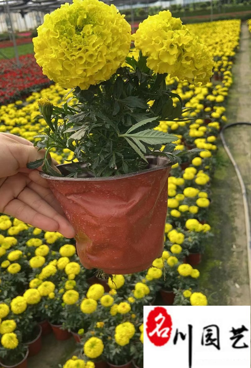 万寿菊双色杯苗特惠批发成都苗圃基地直销量大优惠