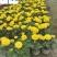 万寿菊双色杯苗特惠批发成都苗圃基地直销量大优惠