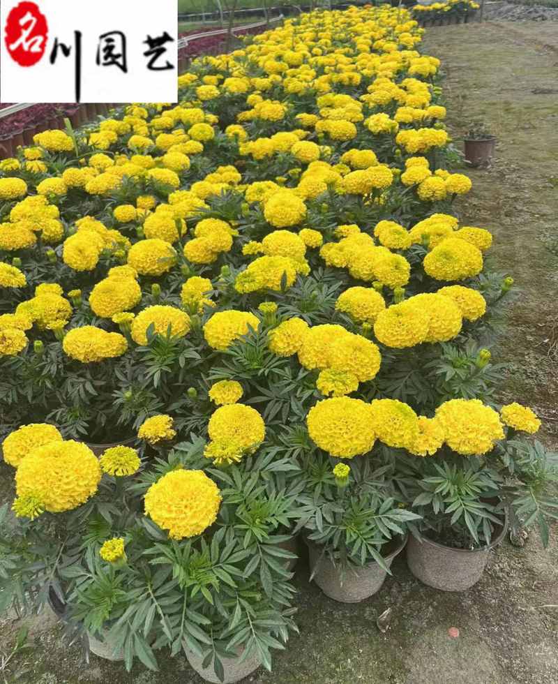万寿菊双色杯苗特惠批发成都苗圃基地直销量大优惠