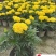 万寿菊双色杯苗特惠批发成都苗圃基地直销量大优惠