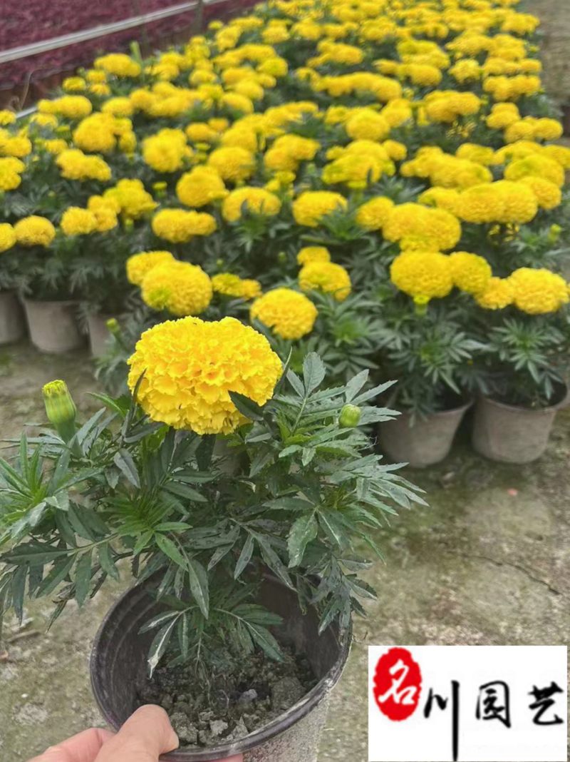万寿菊双色杯苗特惠批发成都苗圃基地直销量大优惠