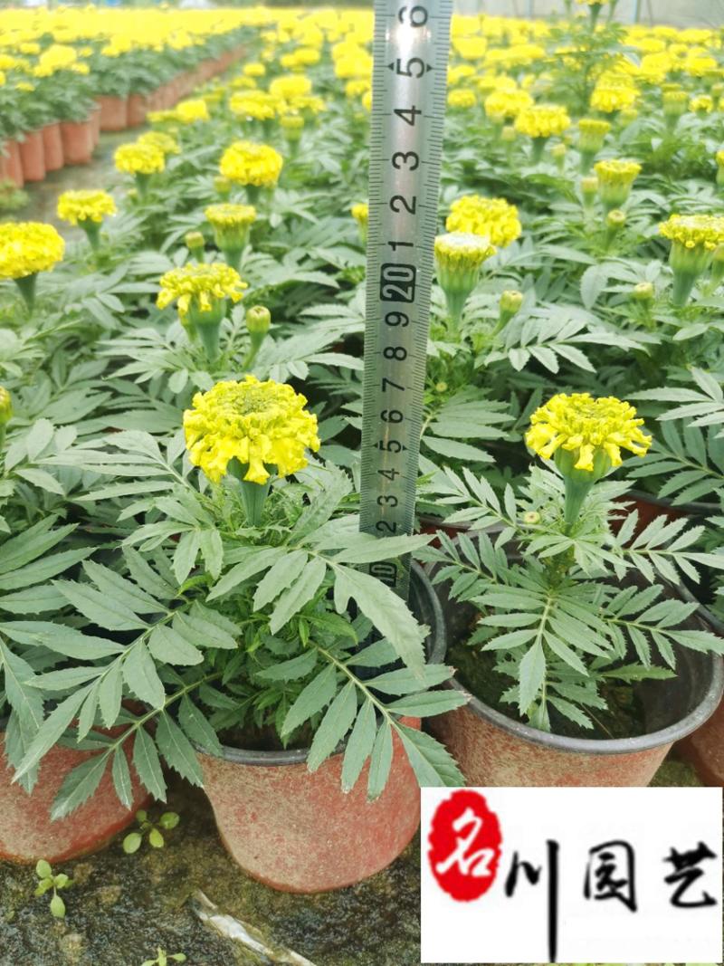 万寿菊双色杯苗特惠批发成都苗圃基地直销量大优惠