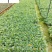 万寿菊双色杯苗特惠批发成都苗圃基地直销量大优惠