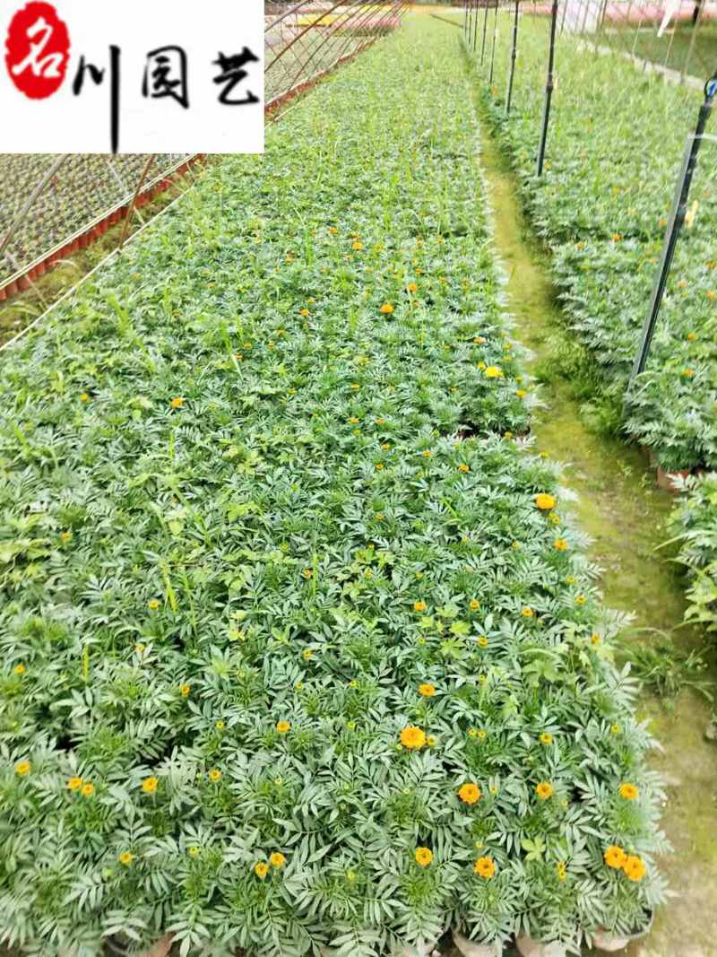 万寿菊双色杯苗特惠批发成都苗圃基地直销量大优惠