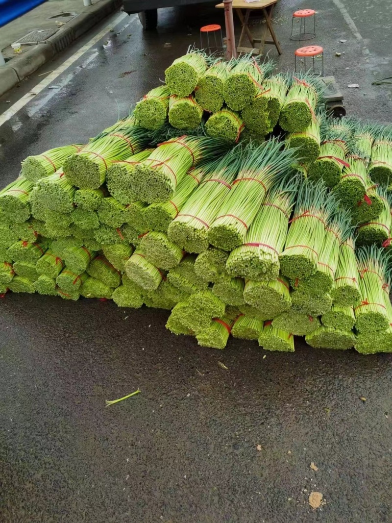 精品红帽蒜薹大量供应中产地一手货源对接全国商超市场等