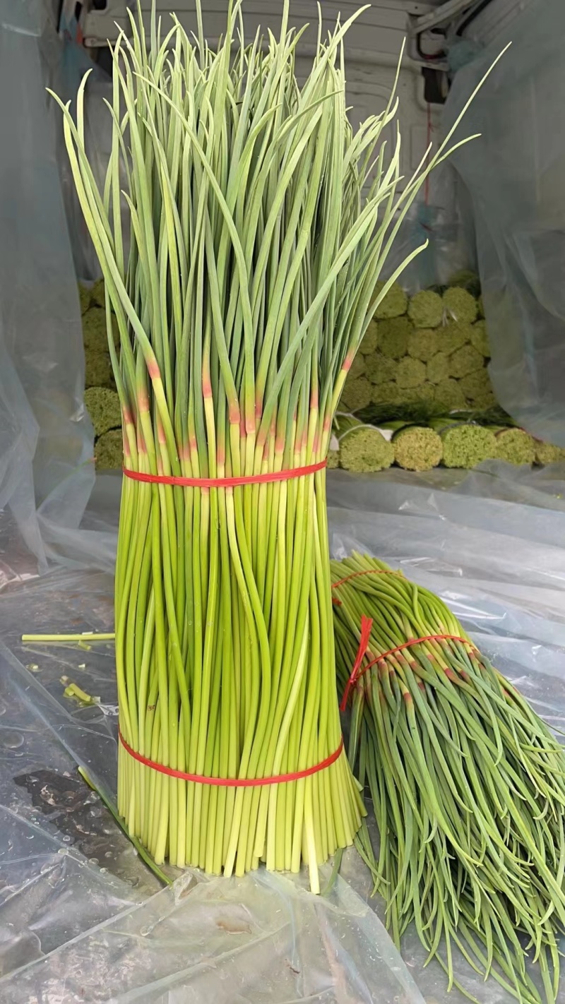 蒜薹河南中牟红帽蒜薹大量供应中品质保障对接全国市场