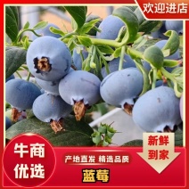 莒县蓝莓山东蓝莓瑞卡蓝莓大量上市个头大品质好代发代办