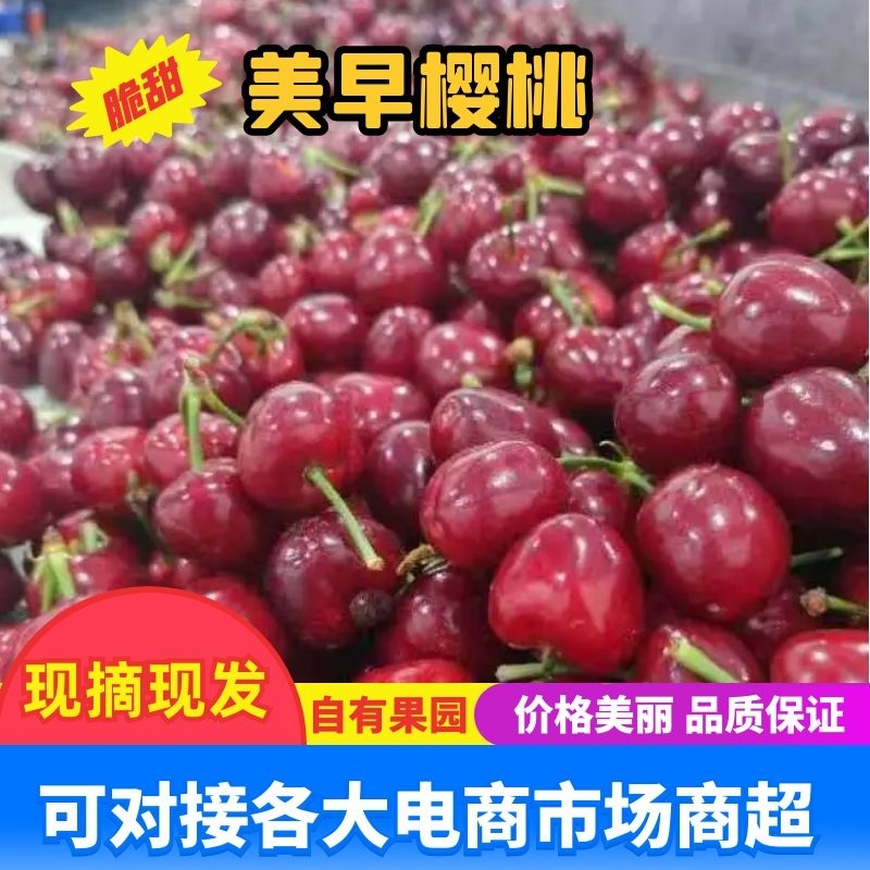 山东临沂精品美早樱桃，品质好，规格齐全，可视频看货