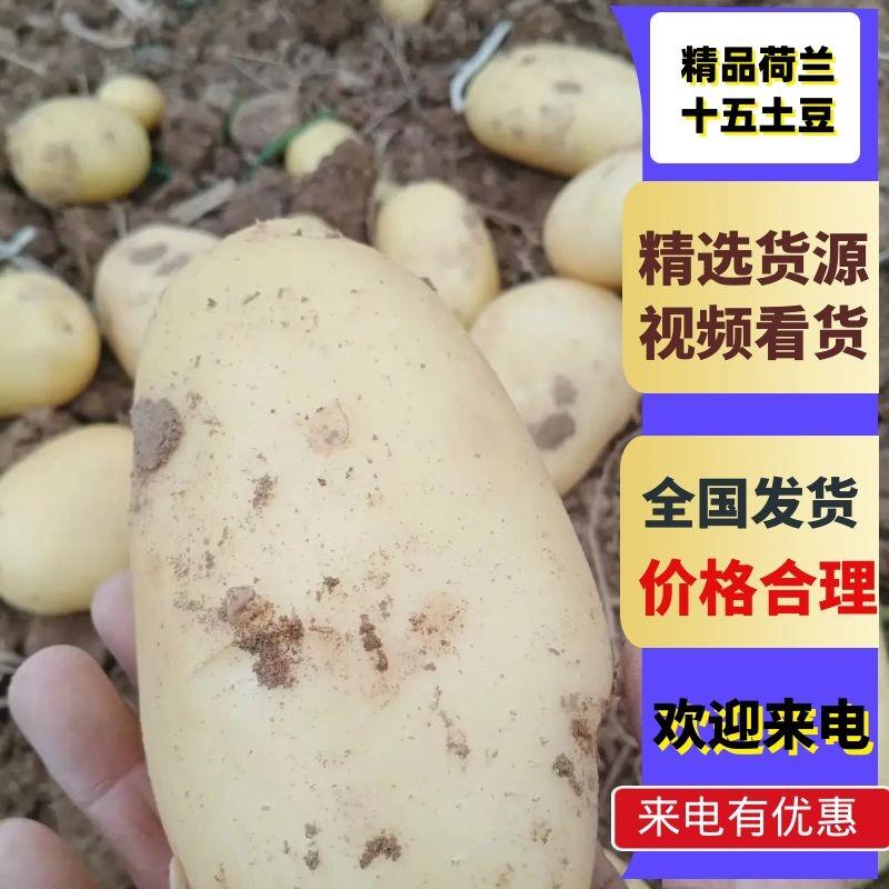 【精品荷兰十五土豆】现挖现发个头匀称价格优惠价优