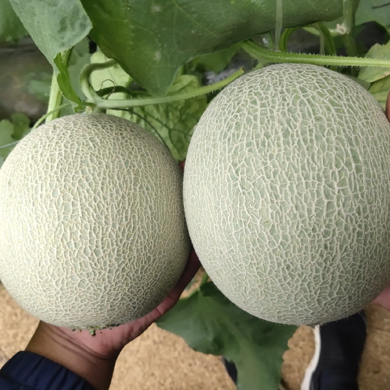 【一件代发包邮】网纹瓜精品大量现货供欢迎各大电商平台