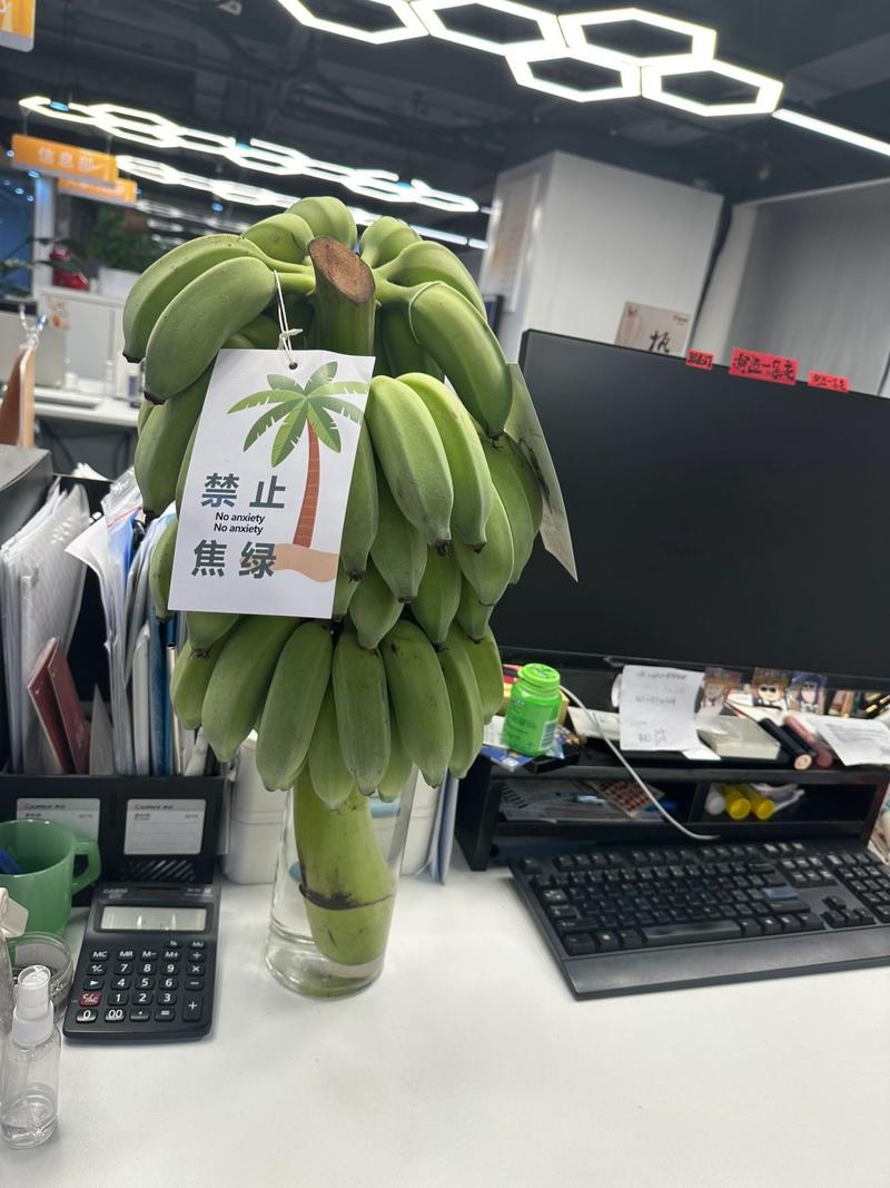 小米蕉新鲜水果一件代发禁止蕉绿整串香蕉绿色拒绝焦虑成