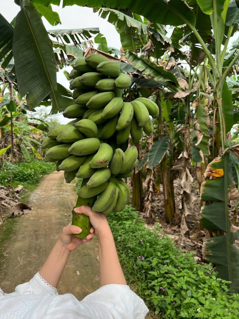 小米蕉新鲜水果一件代发禁止蕉绿整串香蕉绿色拒绝焦虑成