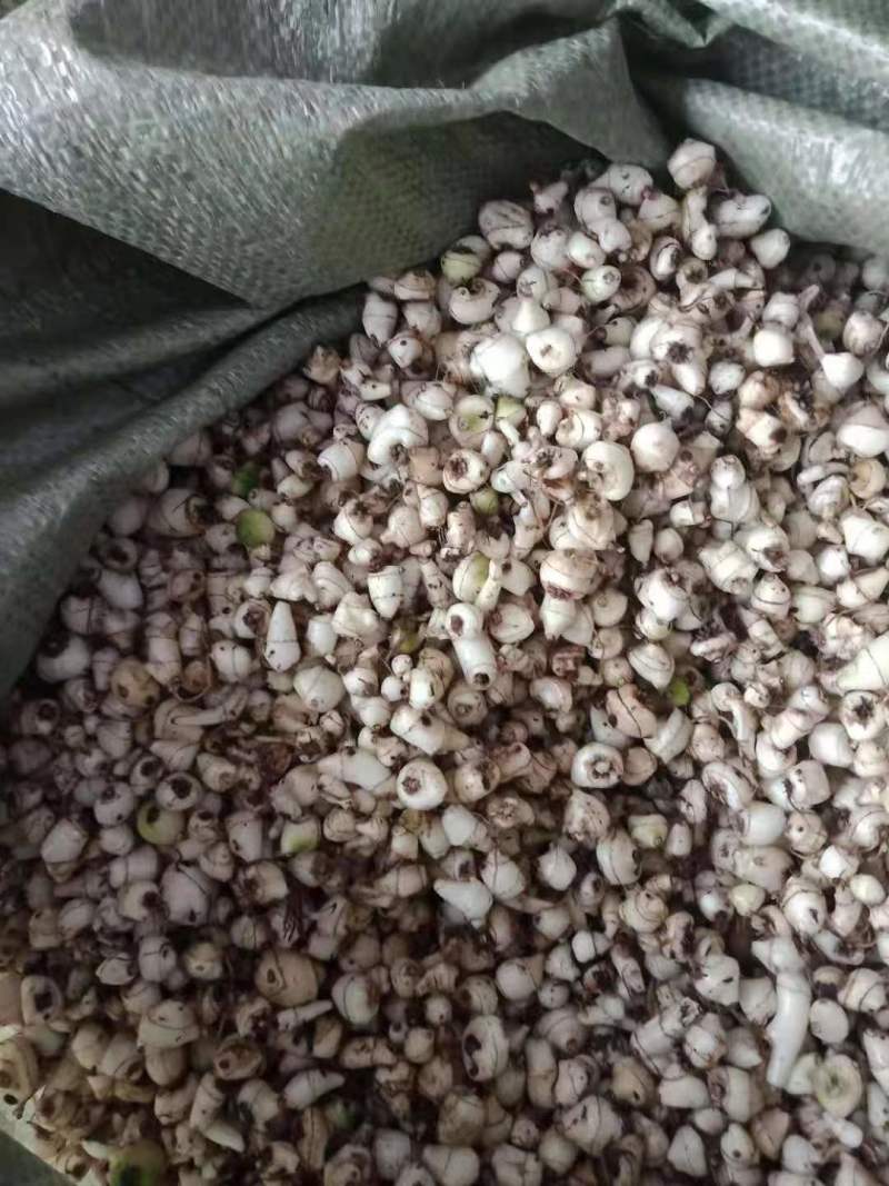 【精选】毛慈菇根茎可要用地头发货诚信经营欢迎实地考察
