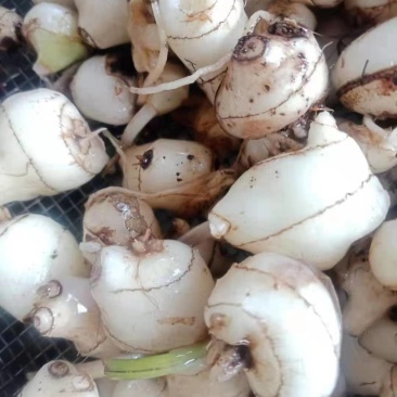 【精选】毛慈菇根茎可要用地头发货诚信经营欢迎实地考察