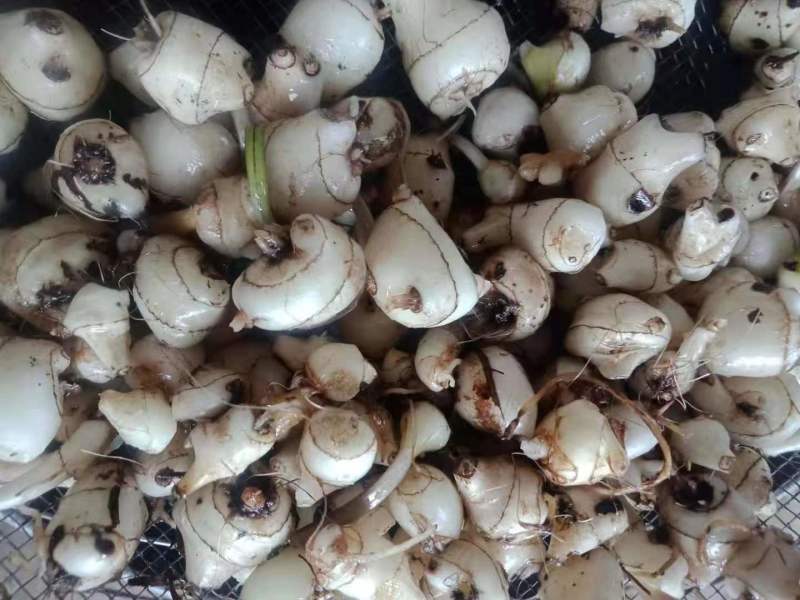 【精选】毛慈菇根茎可要用地头发货诚信经营欢迎实地考察