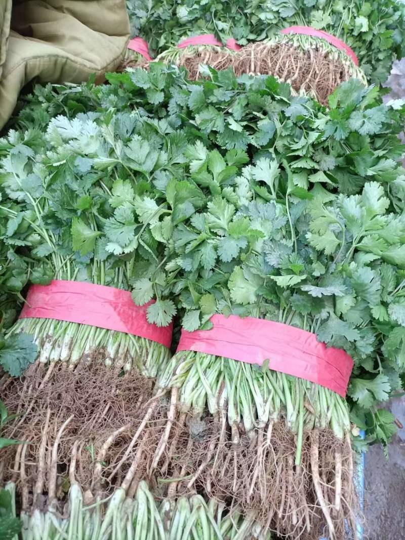 大叶香菜品质保证诚信经营产地直供视频看货量大从优