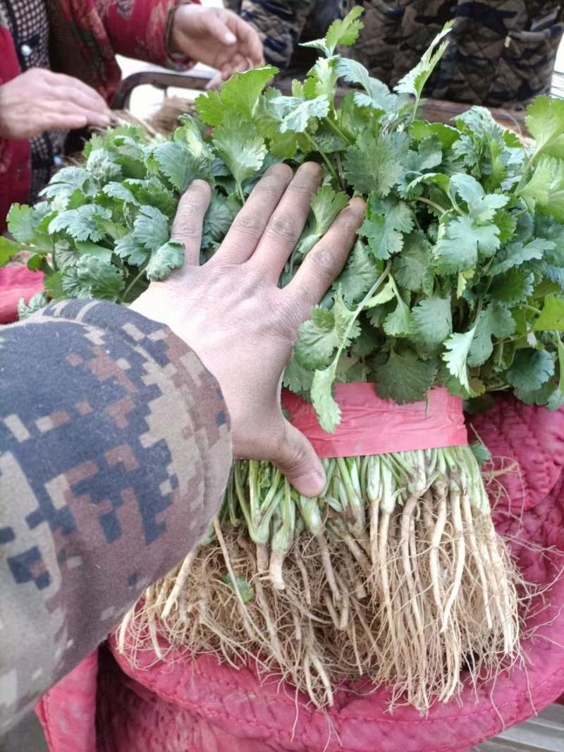 大叶香菜品质保证诚信经营产地直供视频看货量大从优