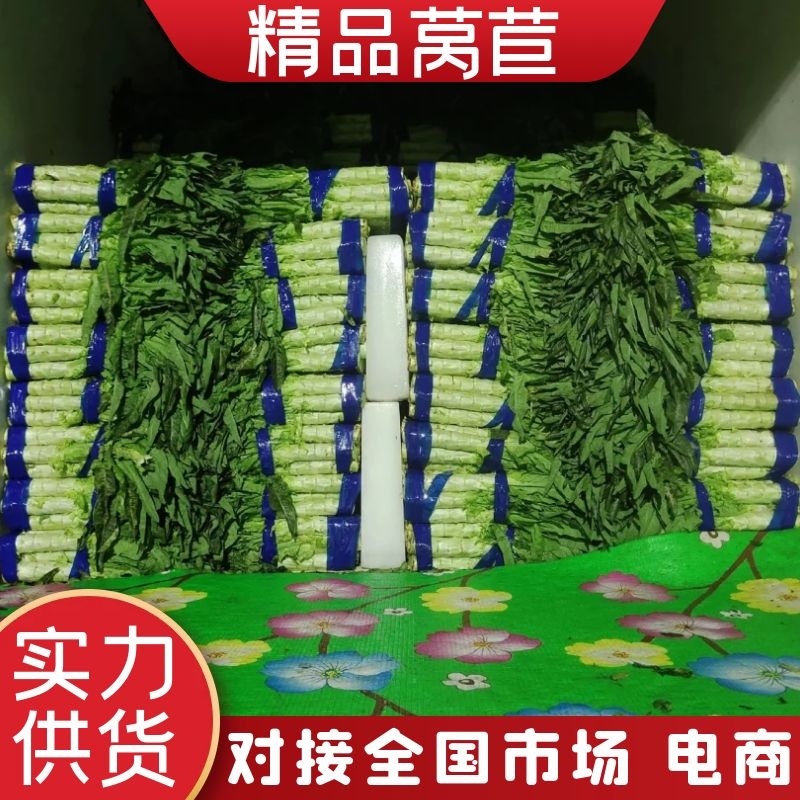 山东尖叶莴笋红尖叶莴笋莴苣现砍现发提供一条龙服务