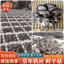 《鲜平菇》江苏新鲜采摘产地直供常年供应可全国发货