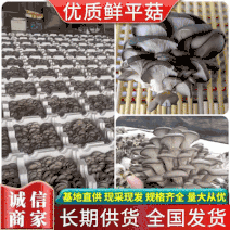 《鲜平菇》江西新鲜采摘产地直供常年供应可全国发货