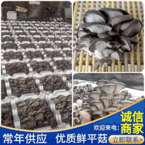 《鲜平菇》深圳新鲜采摘产地直供常年供应可全国发货