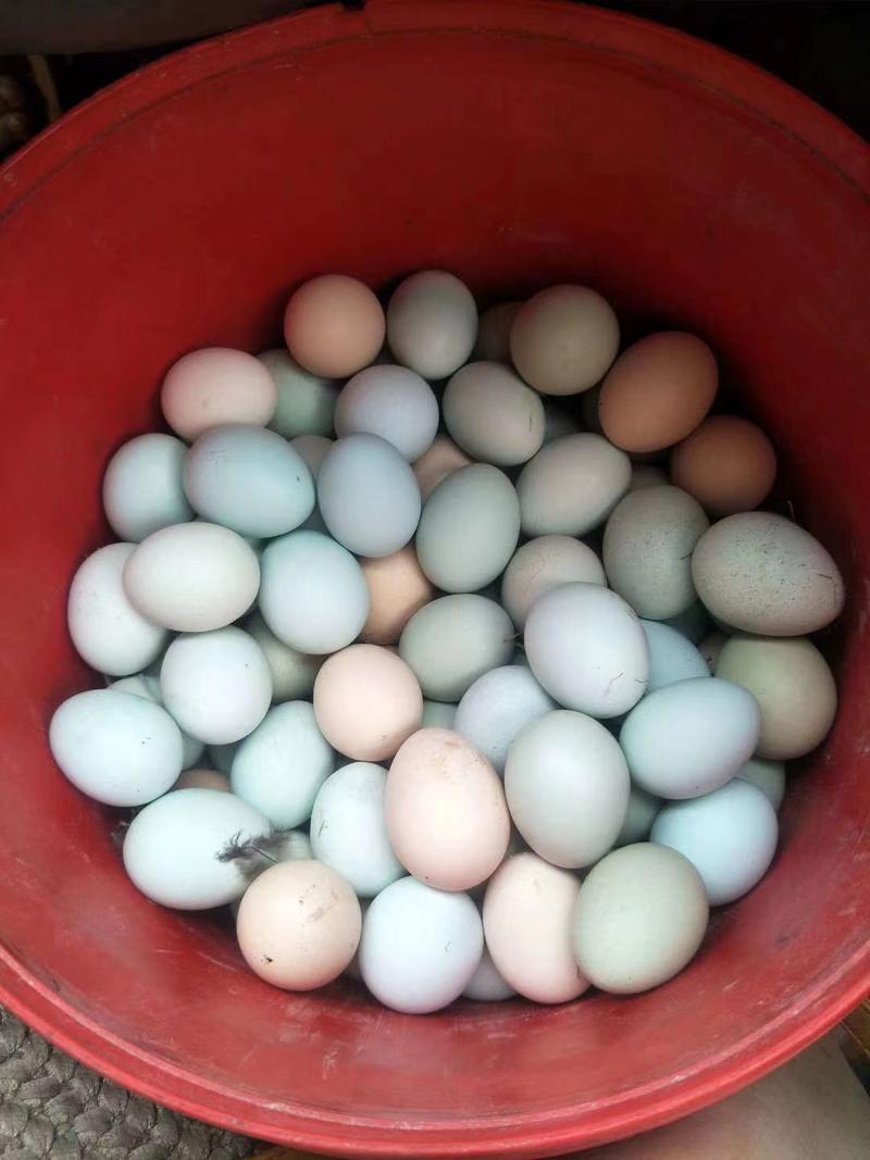 绿壳鸡蛋，林下生态放养土鸡蛋，全国供应，各种规格包装都有