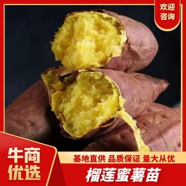 榴莲蜜薯苗丝滑町甜火山一号黄金蜜薯苗人参薯苗