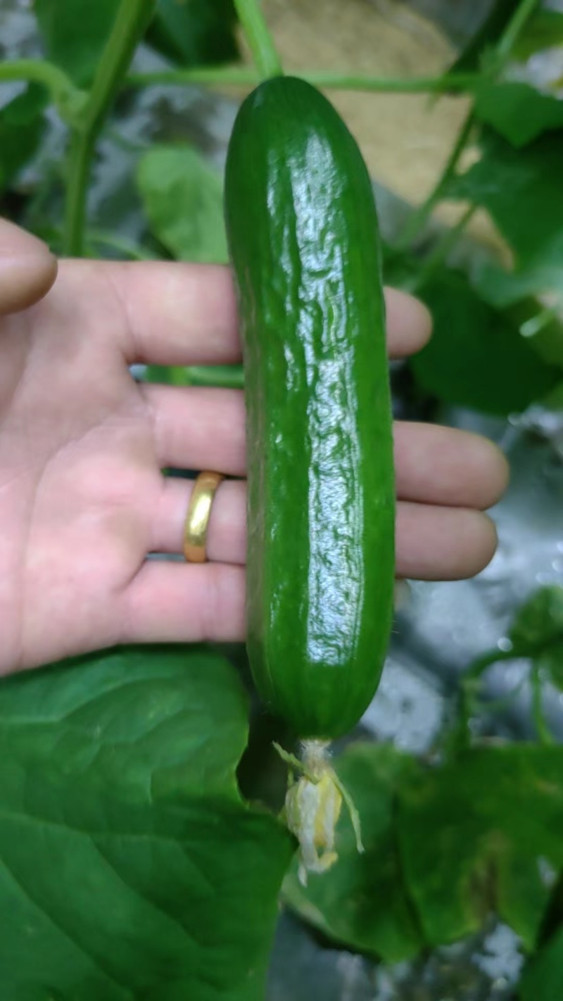 【推荐】小黄瓜水果黄瓜；蔬菜基地供货电商商超；诚信经营