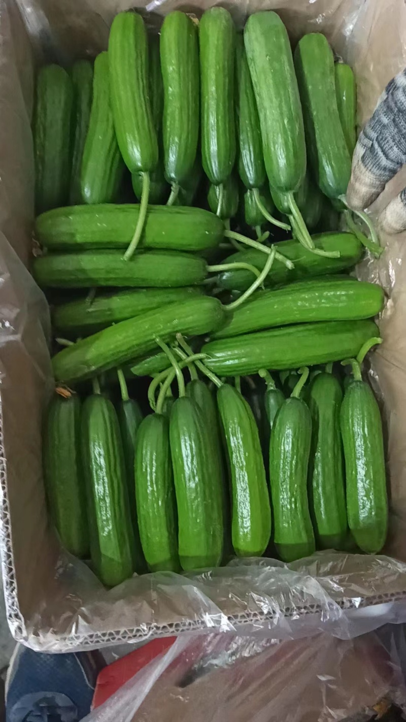 【推荐】小黄瓜水果黄瓜；蔬菜基地供货电商商超；诚信经营