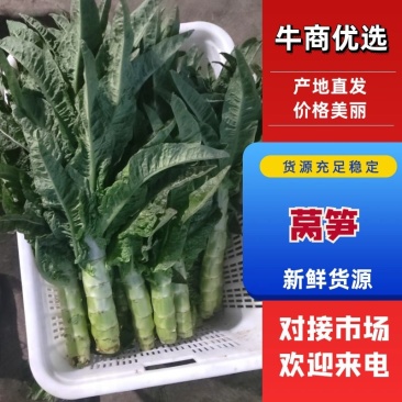 山东莴笋肉红叶香莴苣现摘现发来电优惠商超品质