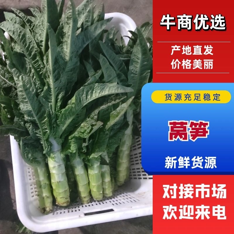 山东莴笋肉红叶香莴苣现摘现发来电优惠商超品质