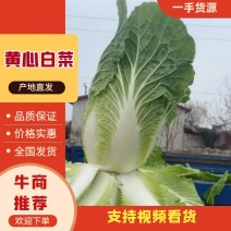 山东临沂黄心白菜大白菜对接电商市场商超等各类客户