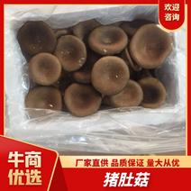 福建漳州猪肚菇新鲜上市，带包装，规格齐全，全国发货