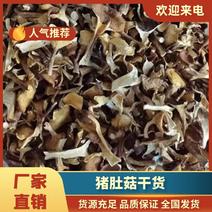 福建漳州猪肚菇干货大量上市，品质保证，全国发货，欢迎订购