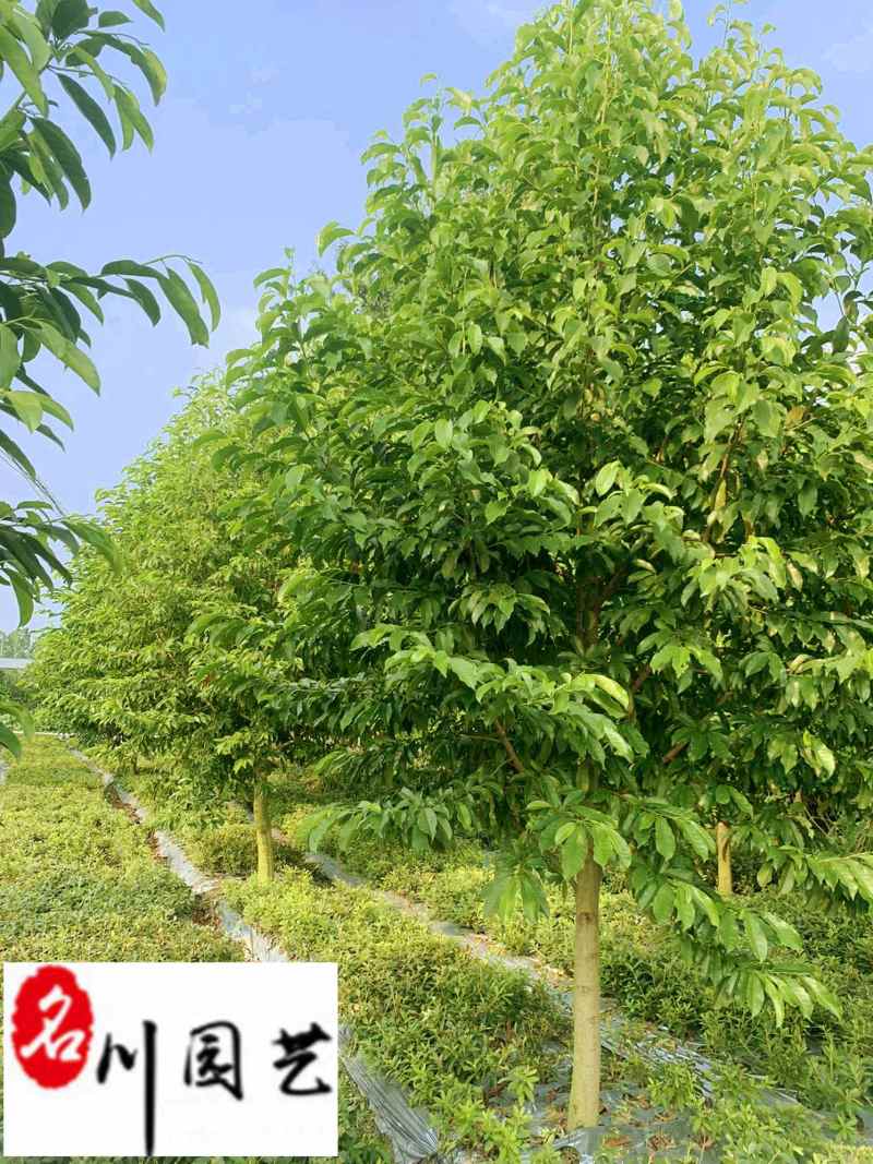 乐昌含笑8-25公分价格成都苗木基地直销量大优惠