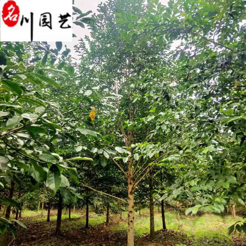 乐昌含笑8-25公分价格成都苗木基地直销量大优惠