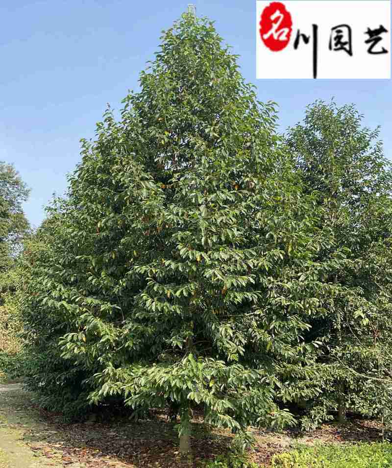 乐昌含笑8-25公分价格成都苗木基地直销量大优惠
