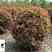 红叶石楠球1-2.5米大量批发成都苗圃基地直销优惠价