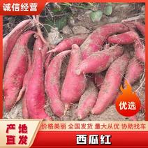 西瓜红蜜薯大量供应，新鲜采挖，量大从优，广东湛江发货