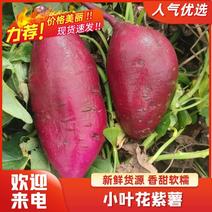 广东湛江一手货源大量紫罗兰精品货源量大优先价格美丽