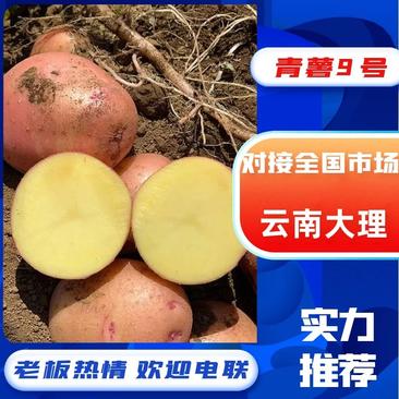 云南大理青署9号土豆产地一手货源质量保证欢迎采购