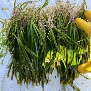 【精】苦草沉水植物苦草承包施工，技术指导量大从优质量好
