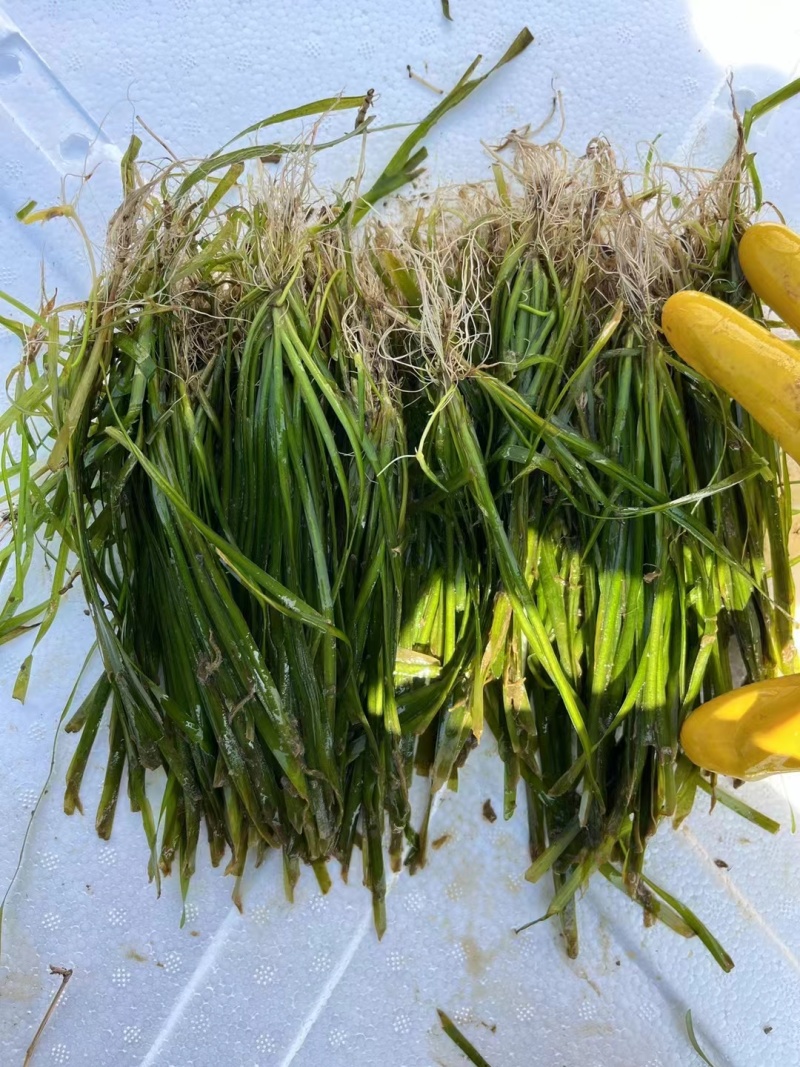 【精】苦草沉水植物苦草承包施工，技术指导量大从优质量好