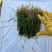 【精】苦草沉水植物苦草承包施工，技术指导量大从优质量好