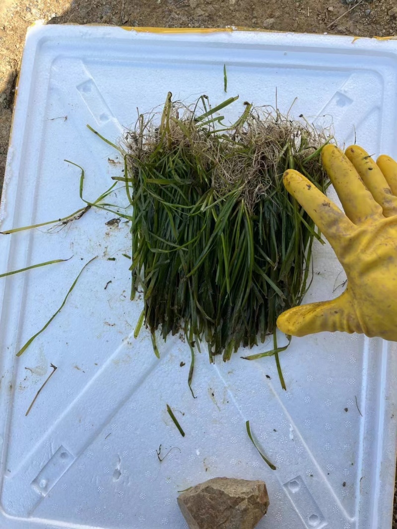 【精】苦草沉水植物苦草承包施工，技术指导量大从优质量好