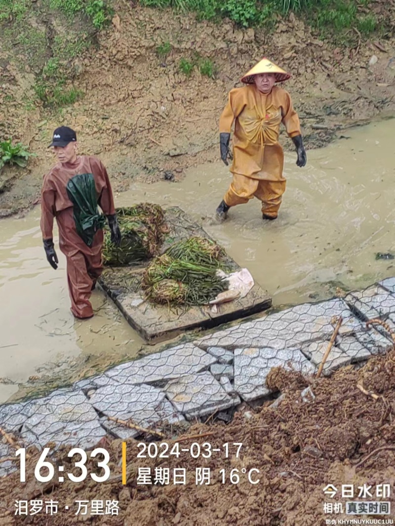 【精】苦草沉水植物苦草承包施工，技术指导量大从优质量好